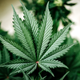 Image for article titled Virginia 1st Southern State to Legalize Weed